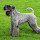 Kerry Blue Terrier Themes & New Tab