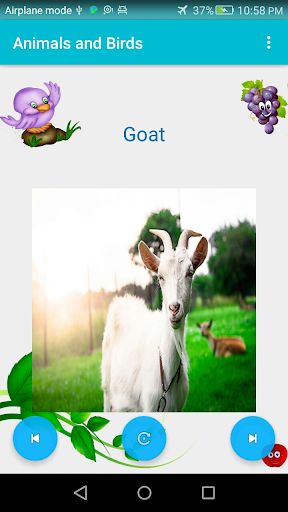 Name of Animals and Birds