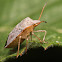 consperse stink bug