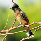 Red-vented bulbul