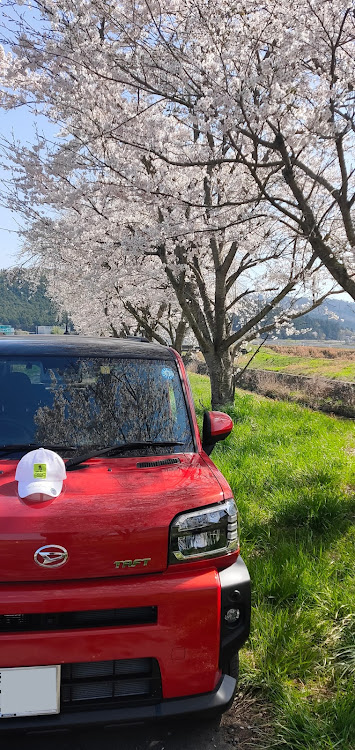 タフトの桜とコラボ🌸・フォロワー様に感謝申し上げます🙇‍♂️に関するカスタム事例の投稿画像1枚目