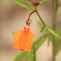 Spade Flower