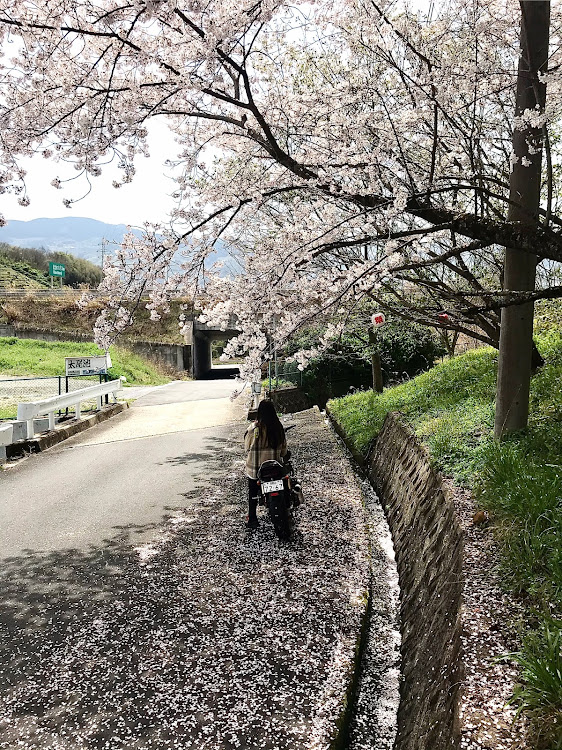 フェアレディZの医療従事者の方々、ライフラインで働く方々に感謝・桜とコラボ・桜と愛車に関するカスタム事例の投稿画像12枚目