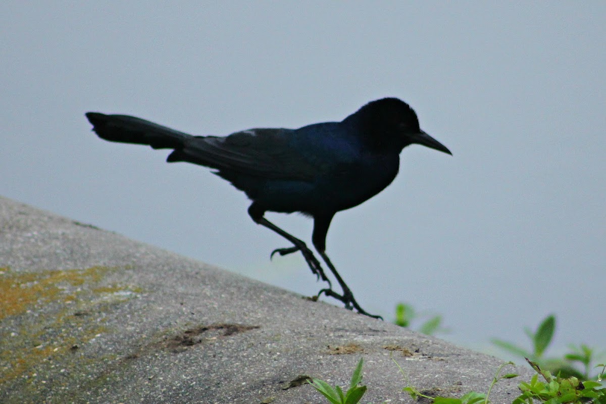 Boat-tailed Grackle