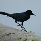 Boat-tailed Grackle