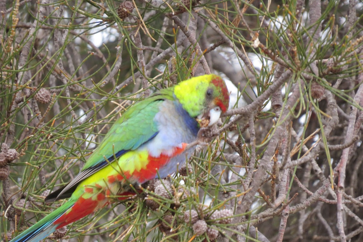 Western Rosella