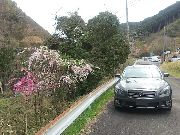 フーガ 51の4月13日(土)・源平桜🌸・奈良県吉野郡東吉野村に関するカスタム事例の投稿画像9枚目