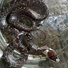 Common Wolf Snake