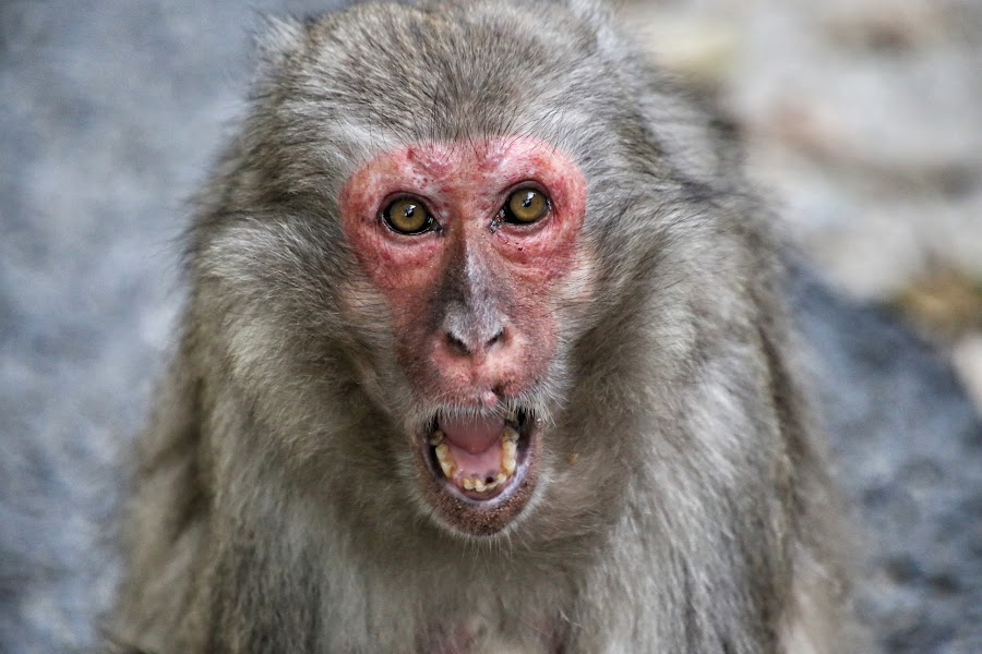 Beppu, Takasakiyama Monkey Park, małpy