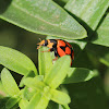 Lunate Ladybird