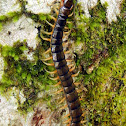 Japanese Giant Centipede