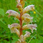 Common broomrape