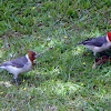 Brazilian Cardinals