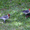 Brazilian Cardinals