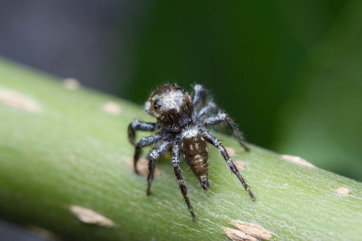 Jumping spider