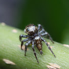 Jumping spider