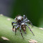 Jumping spider