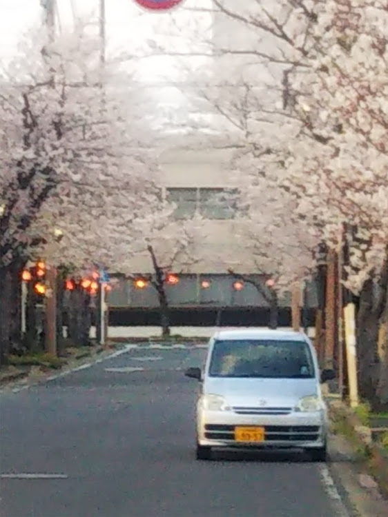 ミラの桜とコラボ・車好きと繋がりたい・JunStyleに関するカスタム事例の投稿画像4枚目