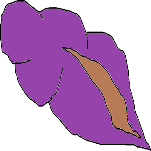Caracola Mágica.apk 2.2