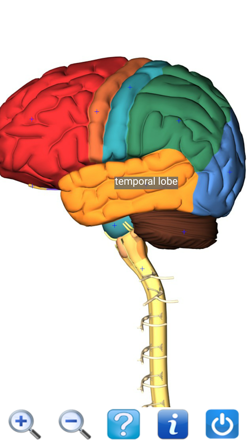 visual anatomy free - screenshot 7