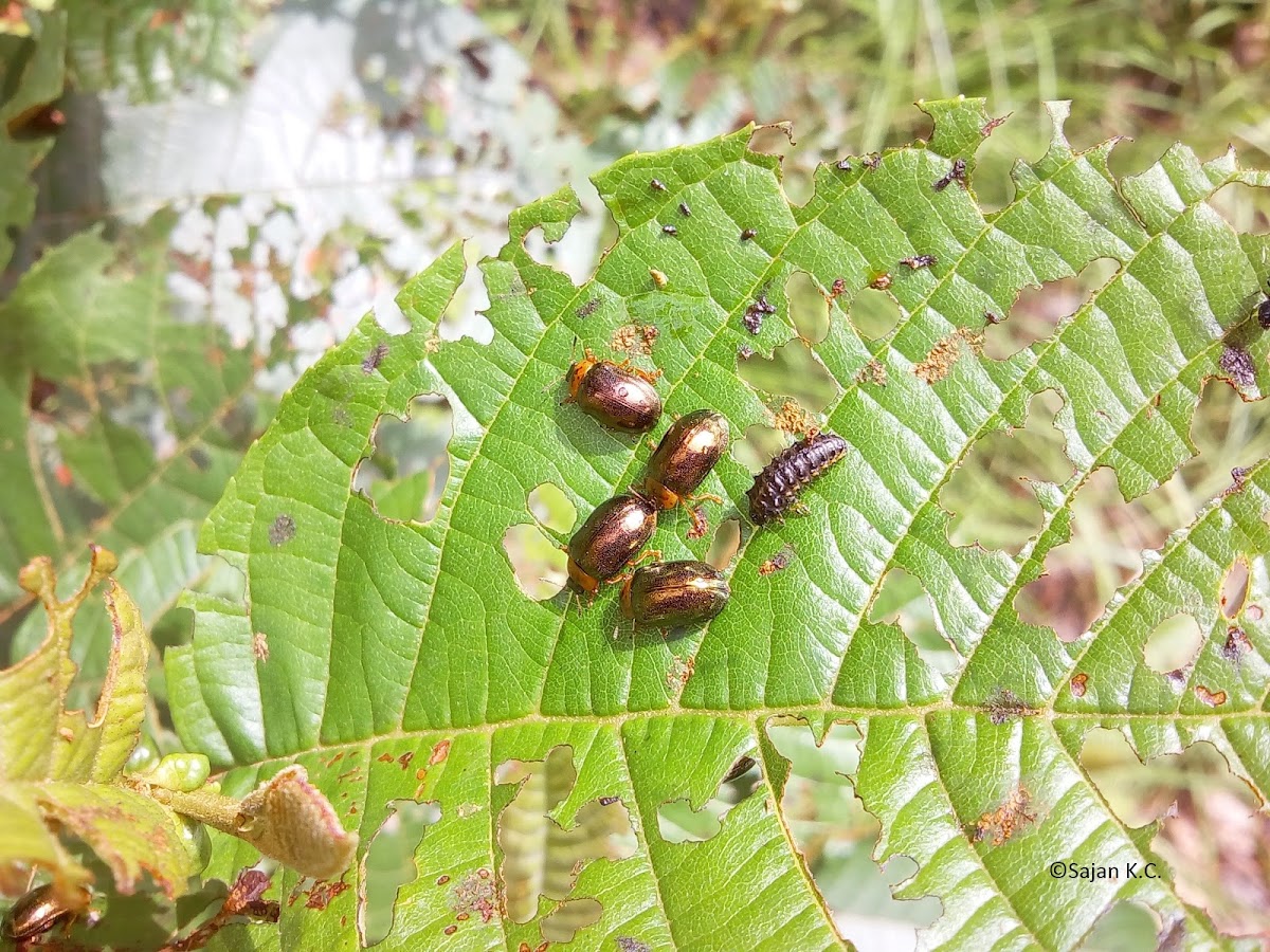 Leaf Beetle