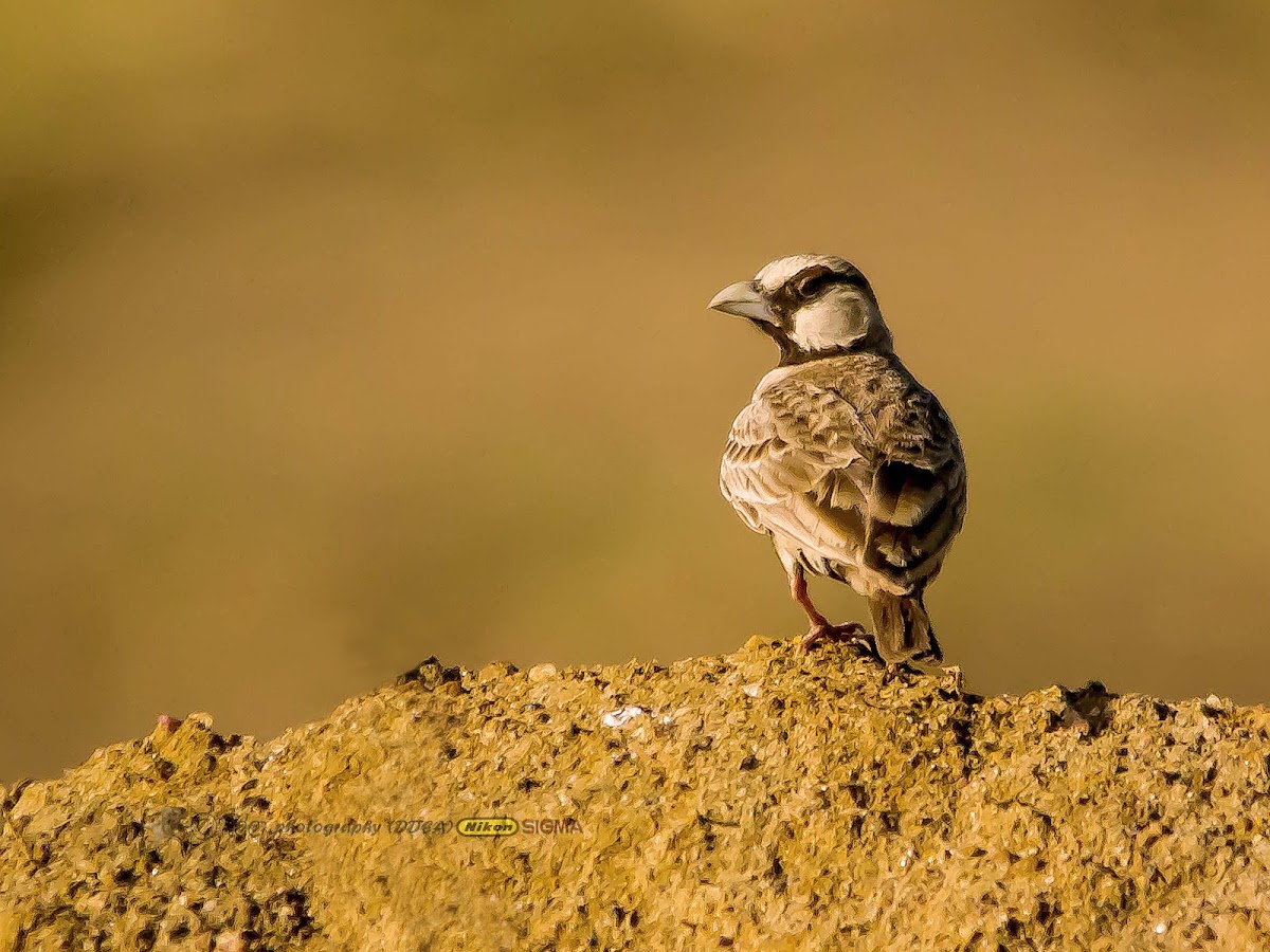 ASHY CROWNED SPARROW LARK