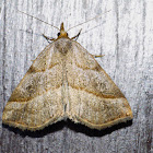 Moth