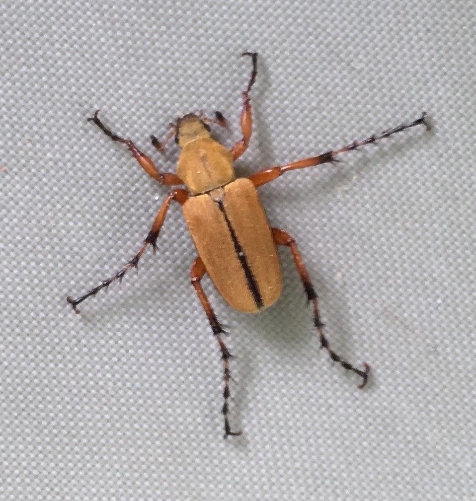 Rose Chafer