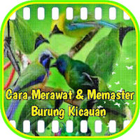 Cara Merawat Dan Memaster Burung Kicau