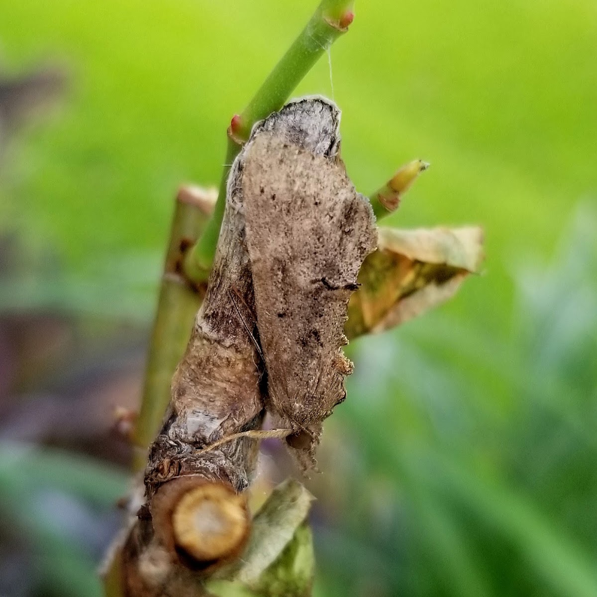 Black snout moth