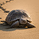 Sea Turtle Wallpapers Theme New Tab