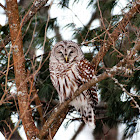 Barred Owl