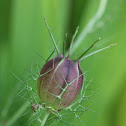 Love-in-a-mist seed capsule Nigella damascena