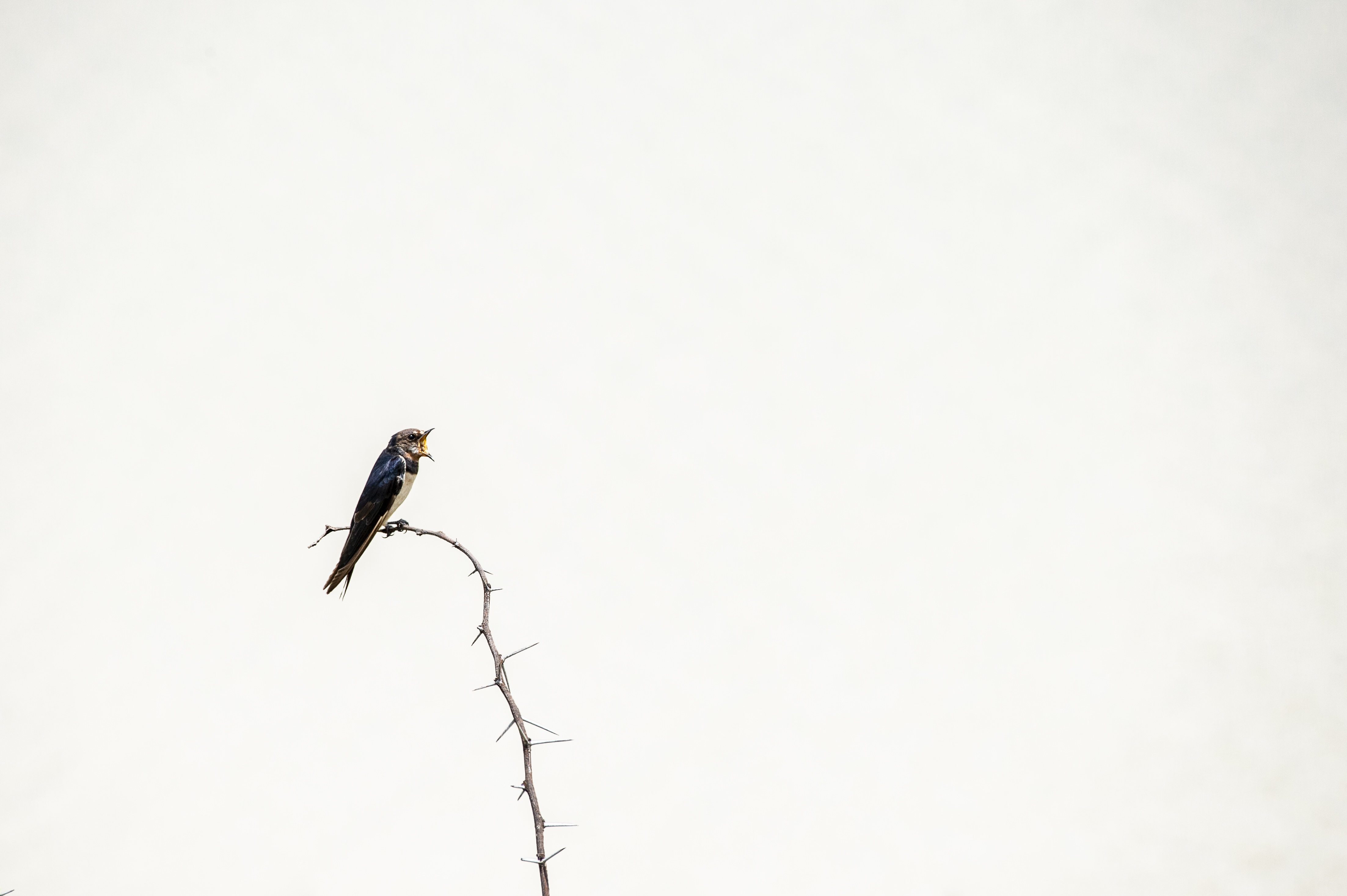 swallow minimal di Rickytre