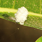 Debris-carrying Larva