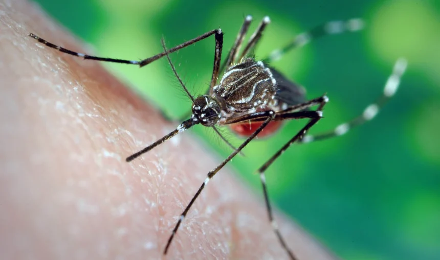 The 3D's of Mosquito Prevention: Drain, Dress, Defend - Featured Image