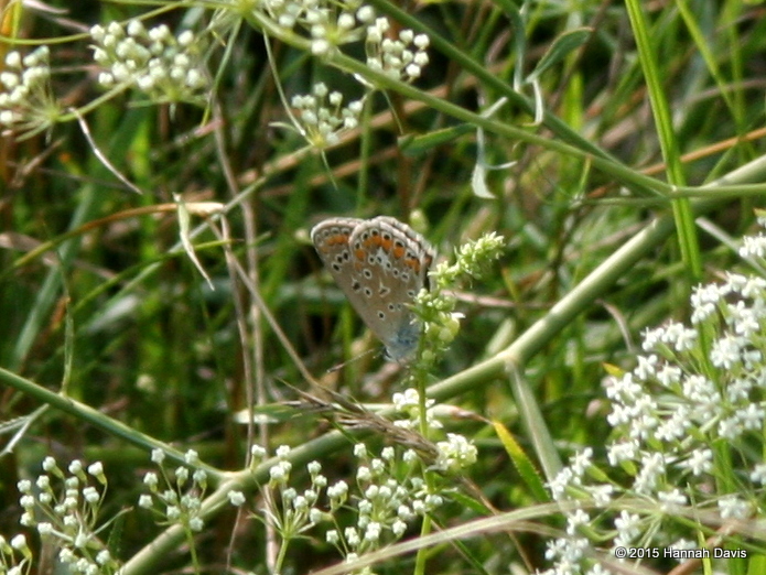 Unknown butterfly