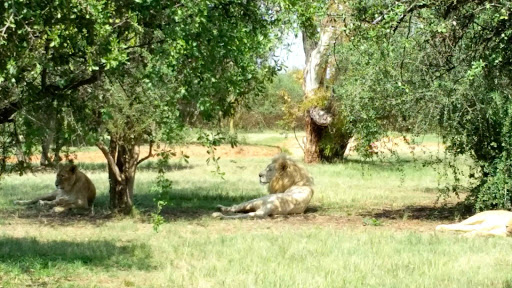 Lion Park South Africa 2015