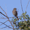 Black Redstart; Colirrojo Tizón