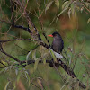 Square-tailed Bulbul