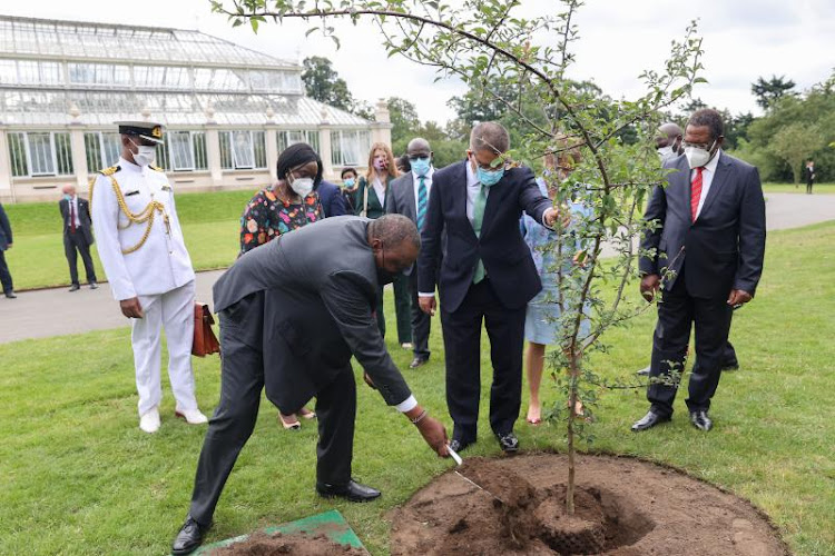 The President, who was accompanied by Cabinet Secretaries Raychelle Omamo (Foreign Affairs) and Keriako Tobiko (Environment) as well as State House Deputy Chief of Staff Ruth Kagia and Kenya's High Commissioner to the UK Manoah Esipisu planted a commemorative tree at Kew Gardens in London.