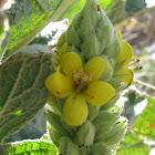 Common Mullein