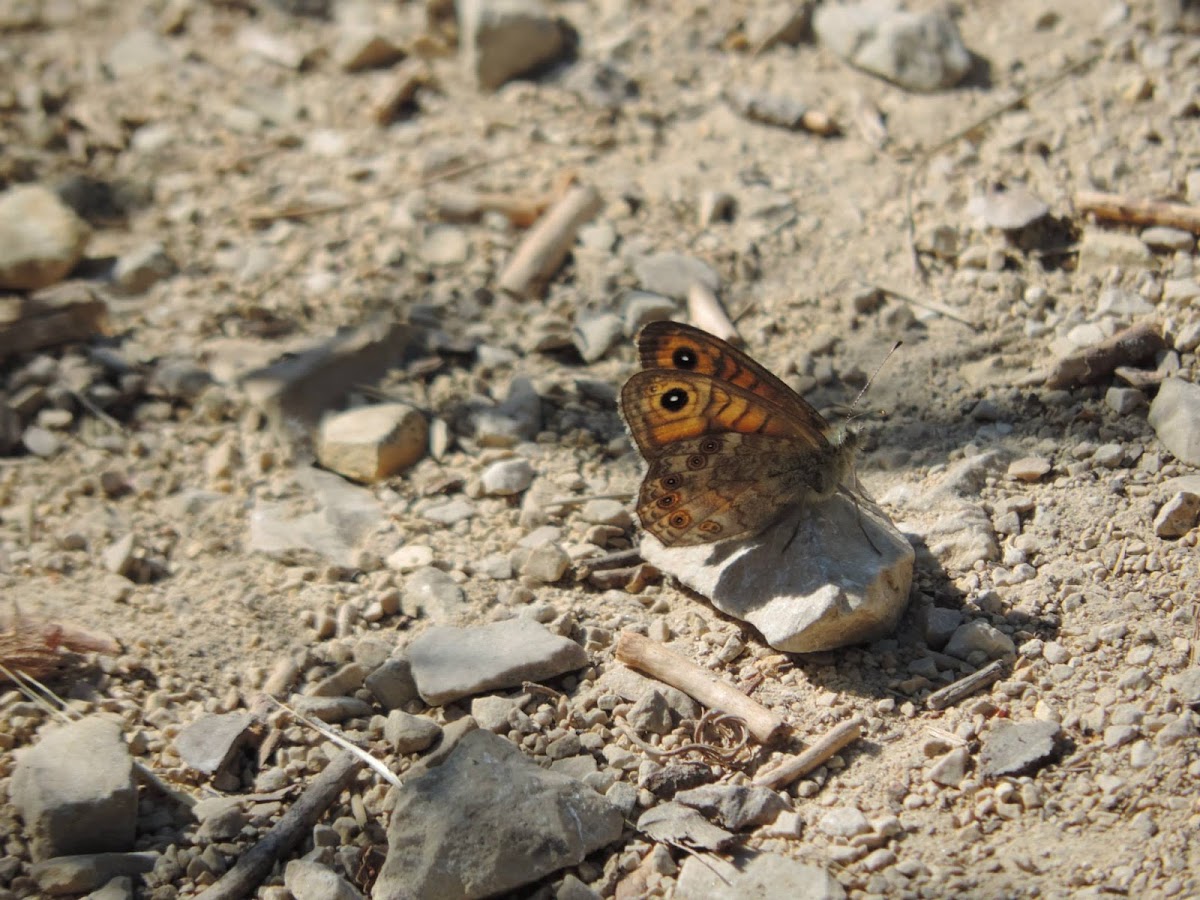 The Wall Brown