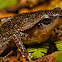 Speckled Sticky Frog