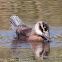 White-headed Duck; Malvasia