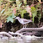 Common Sandpiper