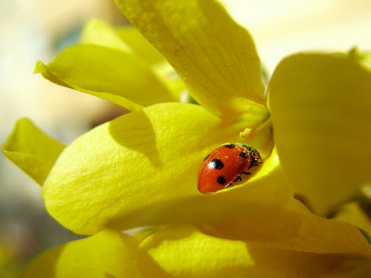 Coccinella di Valentina Tartari