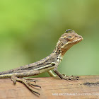 Basilisco (common basilisk)