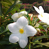 White frangipani