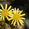 Golden Samphire